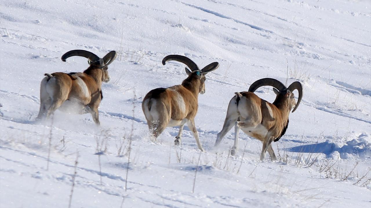 Beslenmede doğal ürünler veriliyor