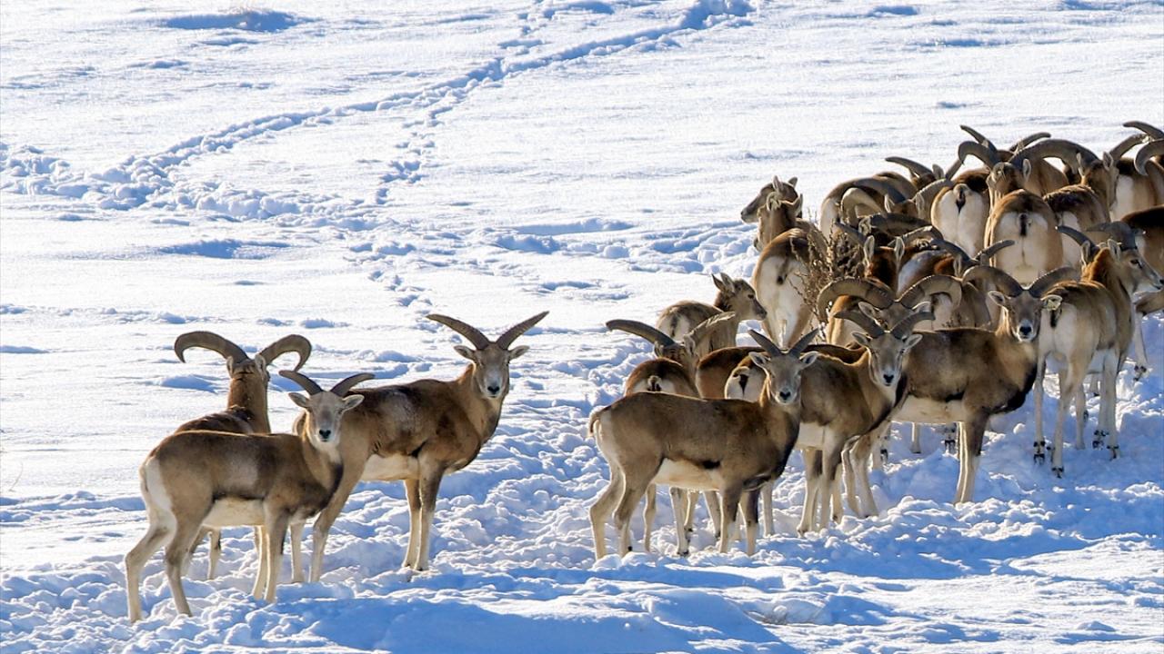 Türün devamlılığı 8 ilde sağlanıyor