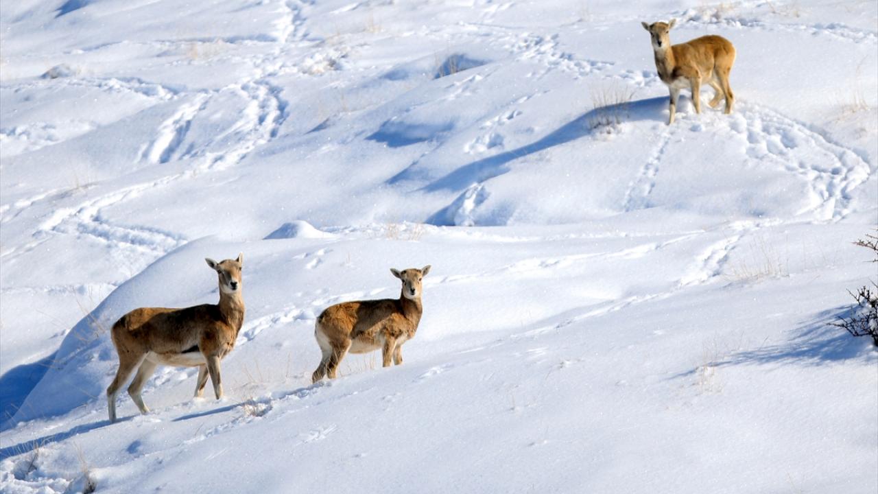 "Türün yok olma tehlikesi artık söz konusu değil"