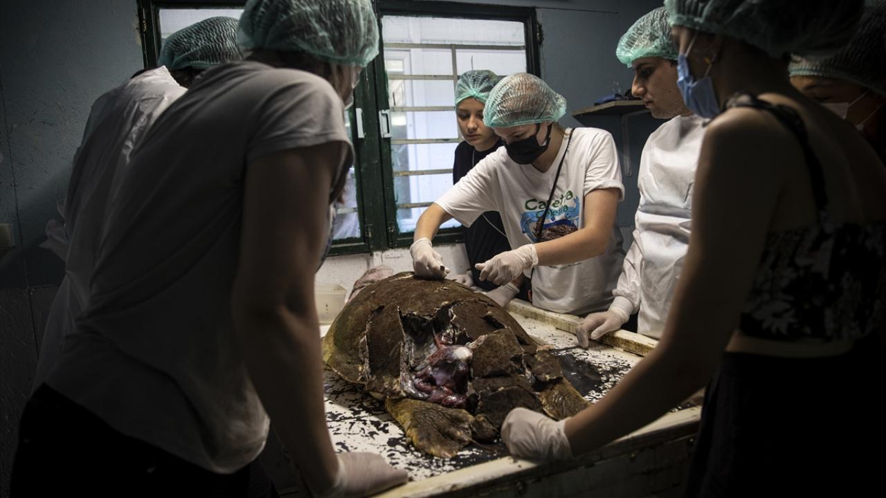 "Hayalet ağlar kaplumbağalar için sorun"