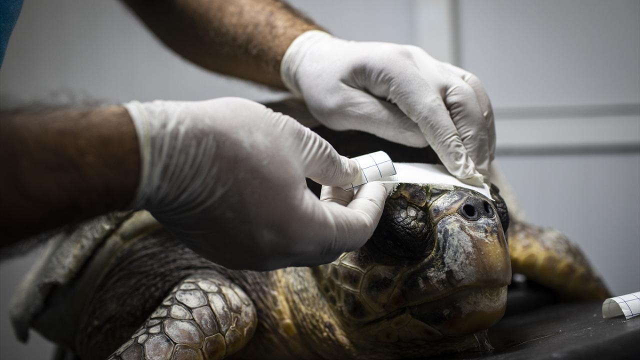 J olta yerine C olta