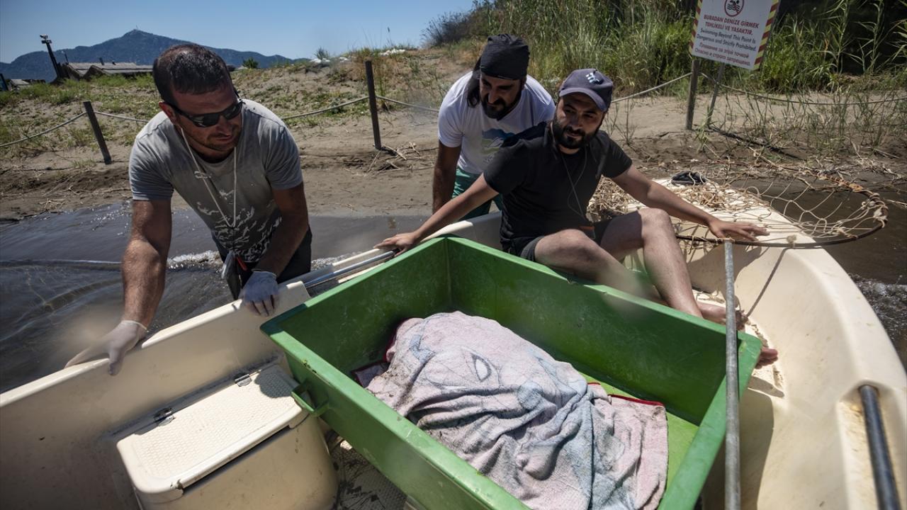 Deniz kaplumbağalarının yüzgeçleri kopartılıyor