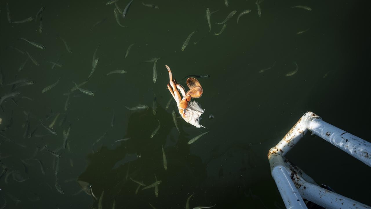 Turistler besliyor, tekne pervaneleri zarar veriyor