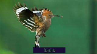 İstanbul’un kuşları