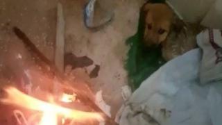 Donmak üzereyken buldukları köpeği ateş yakarak ısıttılar