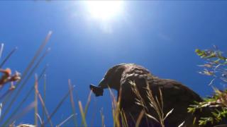 Kamerayı çalan papağan Ulusal Parkı havadan görüntüledi