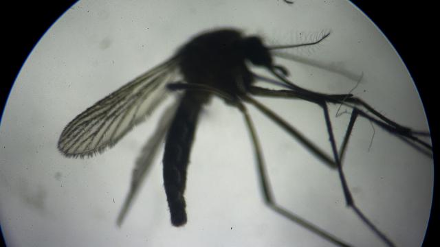 Aedes sivrisineği alerjik reaksiyonlara neden oluyor