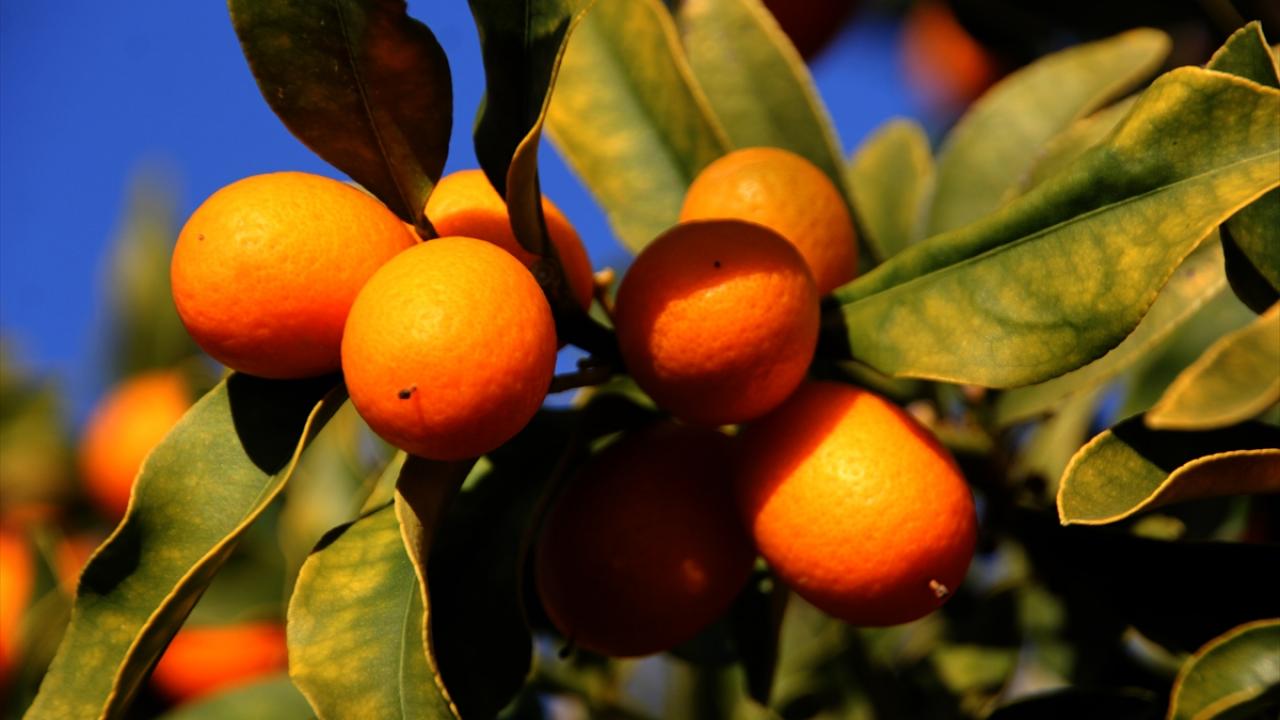 "Vitamin ve antioksidan bakımından çok yüksek değerlere sahip"