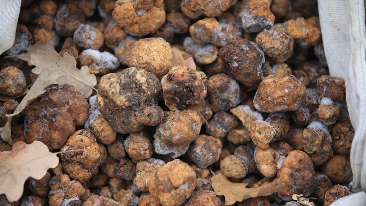 "Topladığım trüf özellikle yurt dışında çok rağbet görüyor"