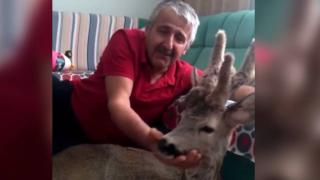 Yaralı karacaya evinde bebek gibi baktı