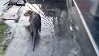 Eminönü'nde 'su samuru' görüldü