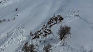 Karlı dağlarda gezinen yaban keçileri kamerada