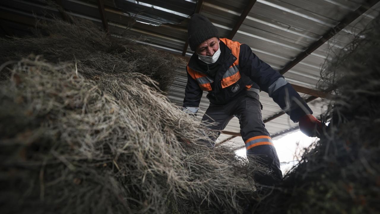 "Çalı süpürgesi sert zemine dayanıklı"