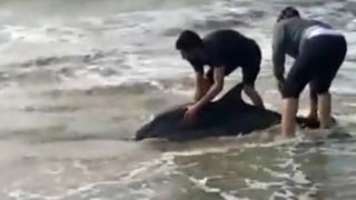 Antalya'da sahile vuran yunus denize bırakıldı