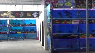 Jeotermal suda 12 çeşit tropikal balık üretiliyor