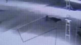 Çalmaya çalıştıkları dananın gazabına uğradılar