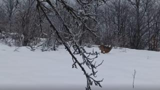 Karda gezen iki karaca kameraya böyle yansıdı