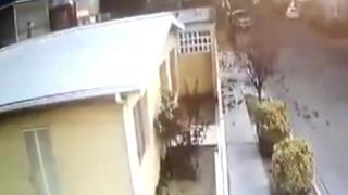 Meksika'da ardıç sürüsü yere çakıldı: 100 kuş telef oldu