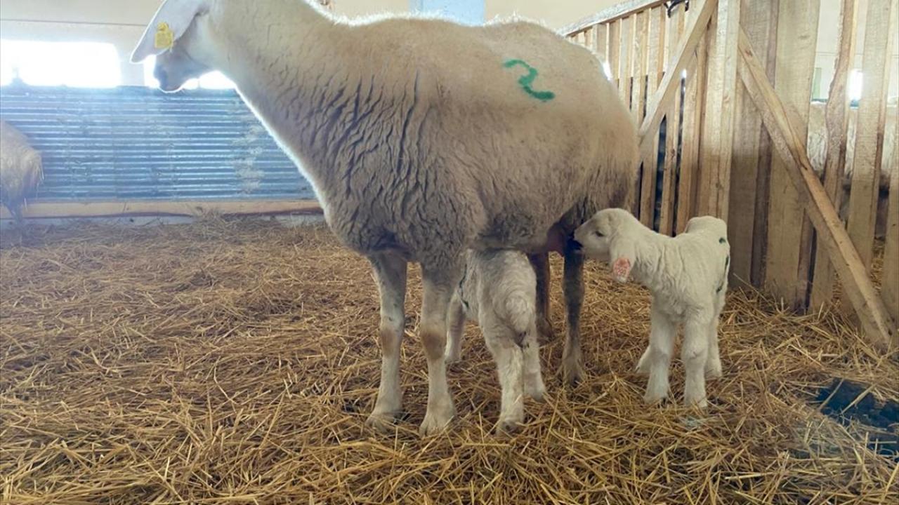 "Bölgenin damızlık koç ihtiyacının yüzde 30`unu karşılıyoruz"