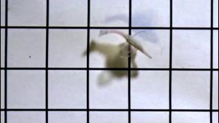 İnsan kalbi hücreleriyle hareket eden robot balık geliştirildi