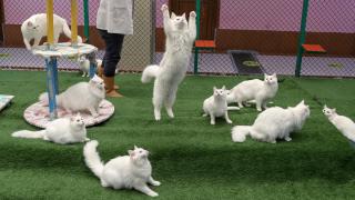 Türkiye 7 kedi türüne ev sahipliği yapıyor