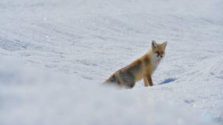 Aç kalan tilkiler Munzur Vadisi'nde yiyecek aradı