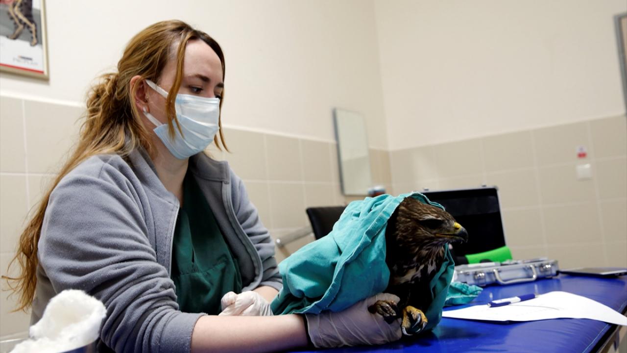 Kanadı kırık şahin, hayvan hastanesinde tedavi ediliyor