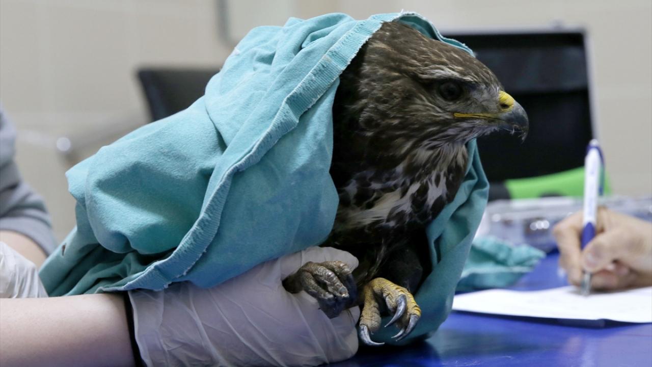 Kanadı kırık şahin, hayvan hastanesinde tedavi ediliyor