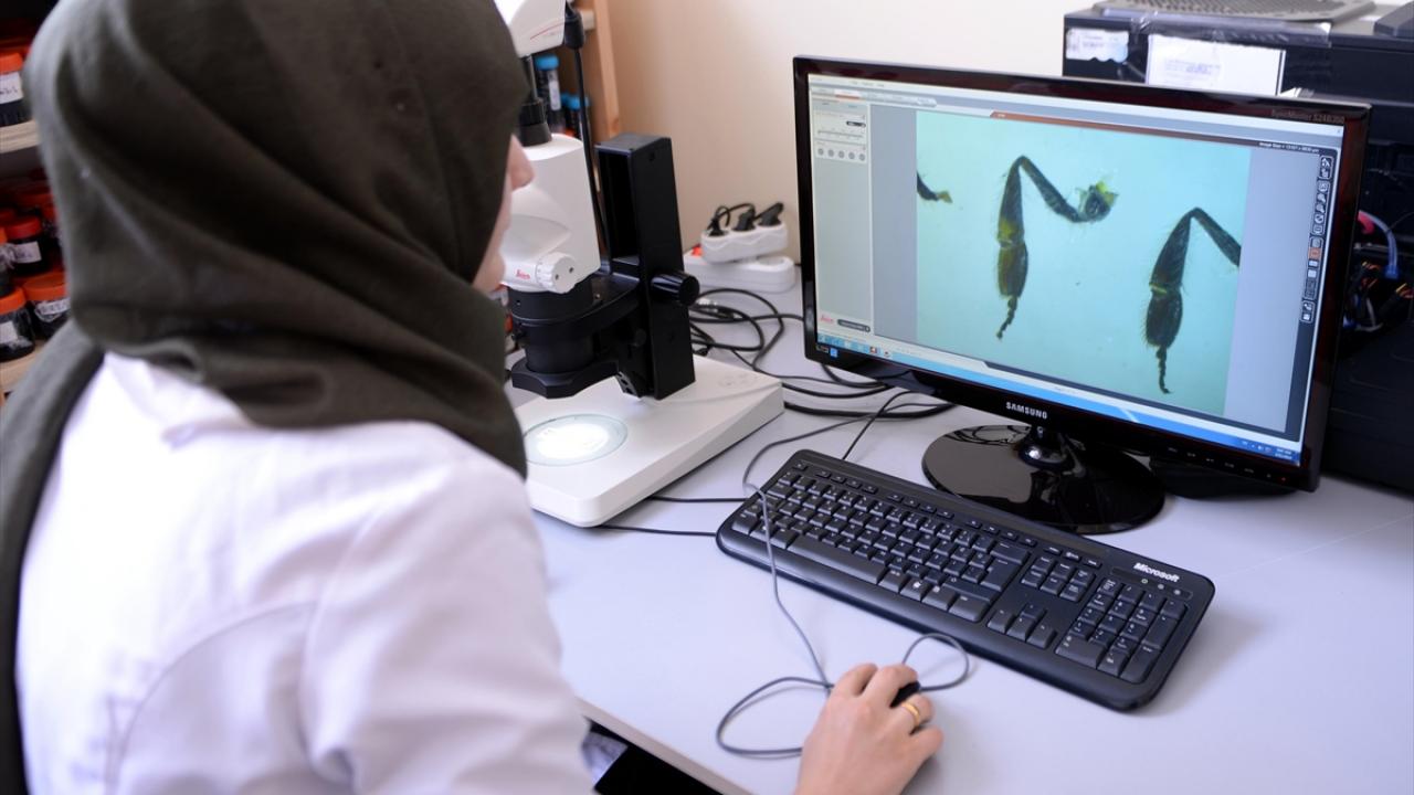 Deniz seviyesinde ve yüksek rakımda numune alındı