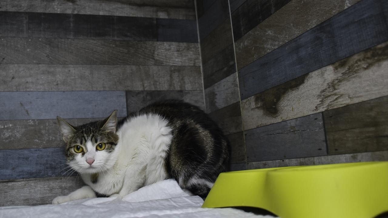 "Uslu bir kıza benziyor"