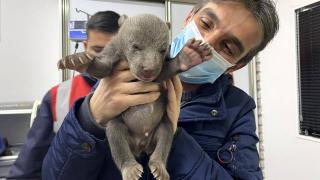 Kastamonu'daki ayı yavruları koruma altında