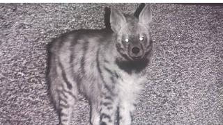 Nesli tükenmekte olan çizgili sırtlan fotokapanla görüntülendi