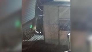 Filistinli gence köpekli saldırı