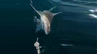 Antalya'da balıkçının ağına köpek balığı takıldı: O anlar kamerada