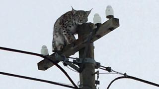 Köpeklerden korkan vaşak direğe tırmandı