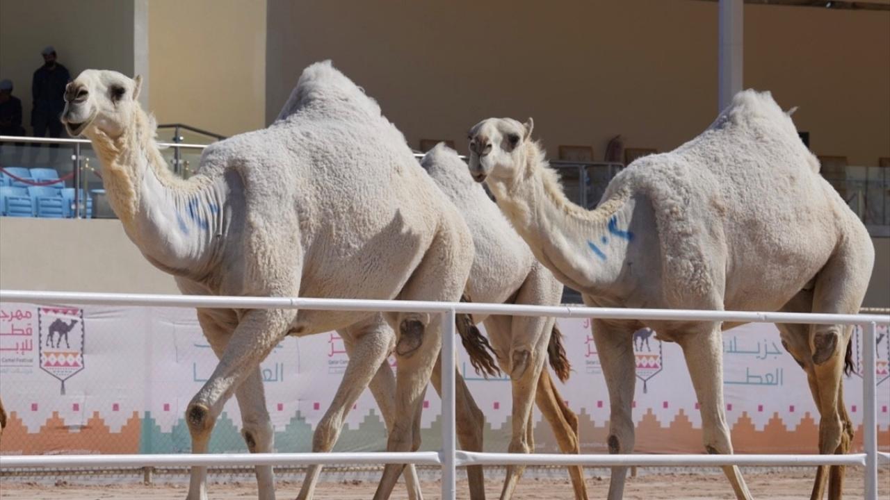 Hedef: Geleneği yaşatmak, turizmi canlandırmak