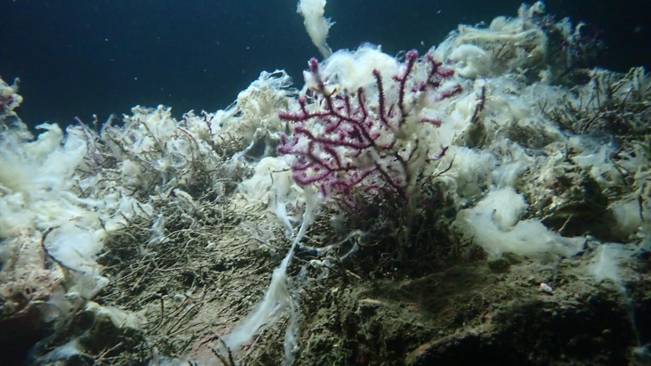 "Bölge adeta mercan bahçesi"