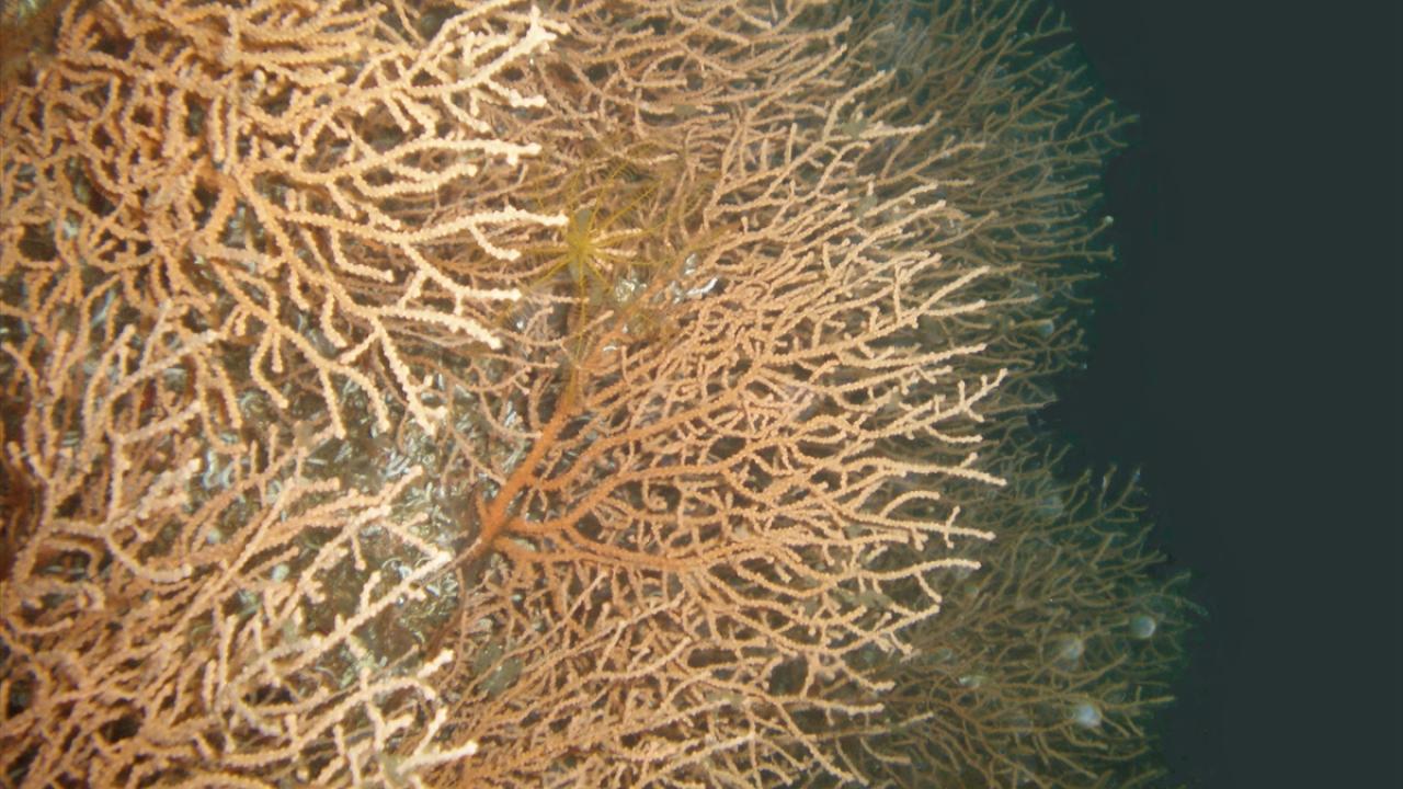 "Kıyı çalışmaları sünger ve mercanlarda toplu ölümleri gerçekleştirdi"