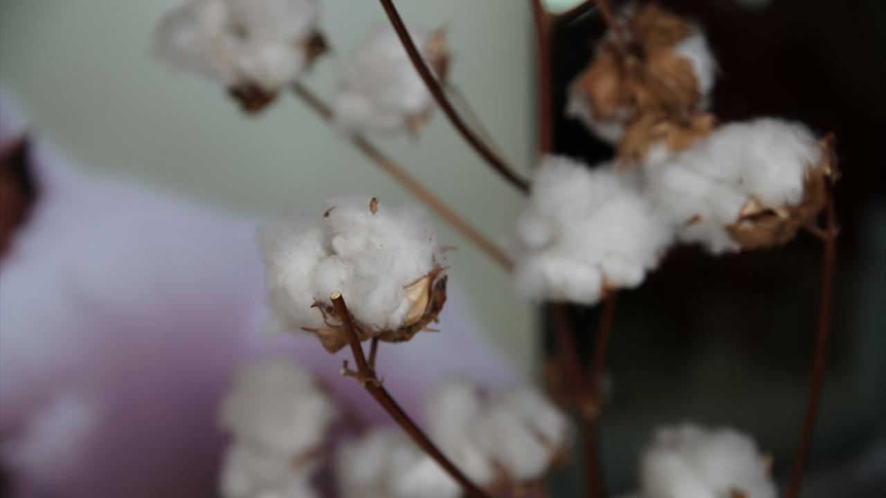 Hatay`ın lif pamuk üretimini artırma hedefi