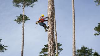 Kazdağları'nda metrelerce yükseklikte ağaç budama mesaisi