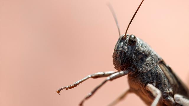 Nijeryanın kuzeybatısı çekirgelerin istilasına uğradı