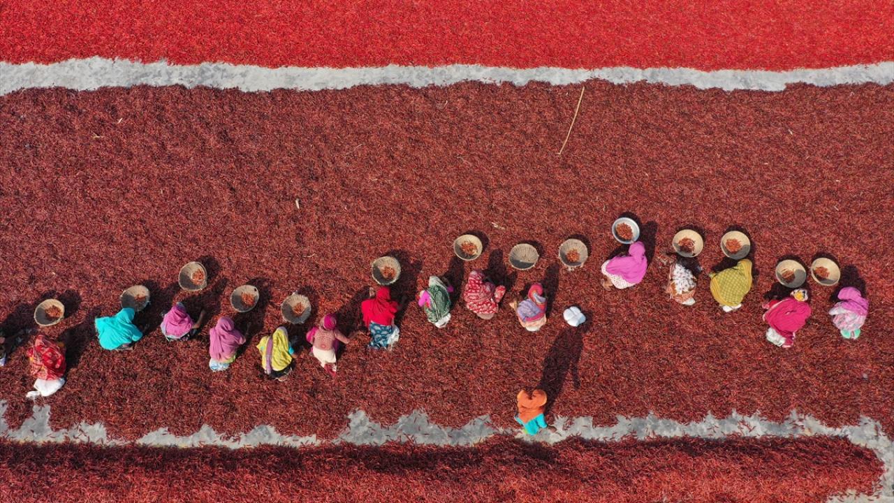 Bangladeş'te biber kurutma mesaisi