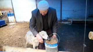 Kentten köye göç edip devlet desteğiyle hayvancılığa başladı