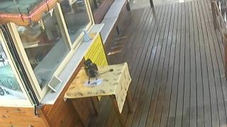 Beslediği karga anahtarı önce sakladı sonra çaldı