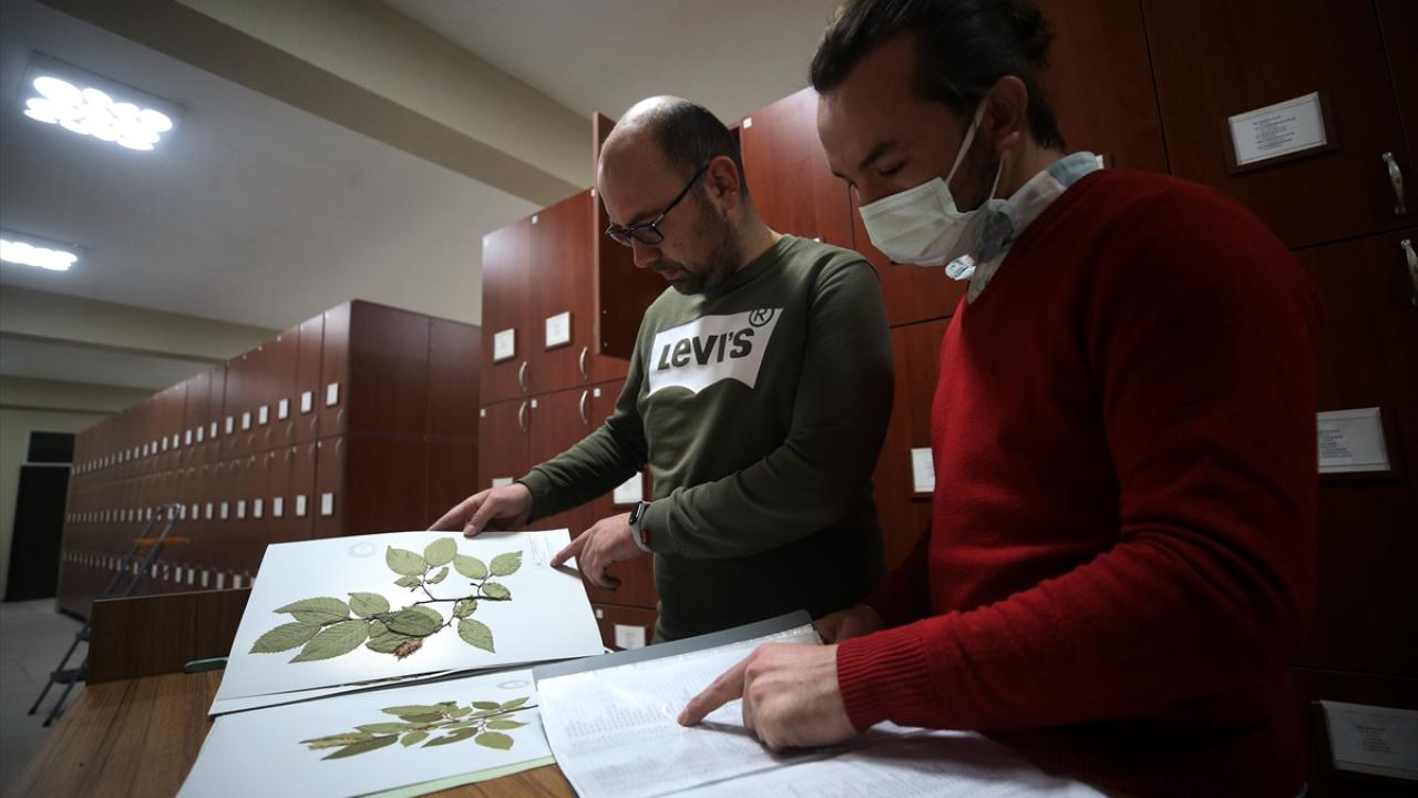 "Düzce, Batı Karadeniz`in saklı bitki cenneti"