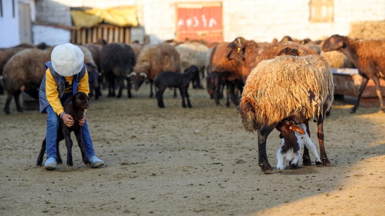 Kuzuların anneleriyle buluşma anı havadan görüntülendi