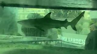 Alanya'da gece kulübündeki köpek balığı yeni evine nakledildi