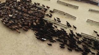 Baharın müjdecisi kuzular anneleriyle buluştu