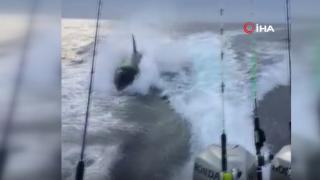 Meksika’da katil balina tekneyi kovaladı