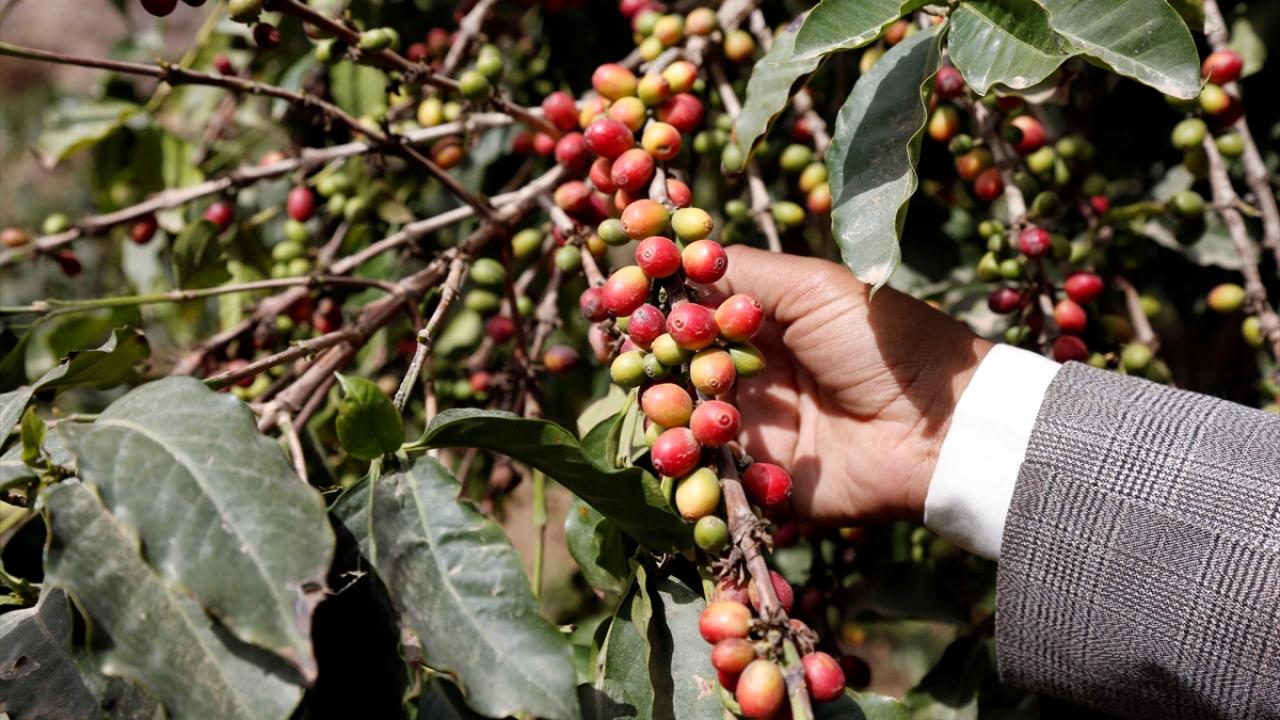 Toptancıların verdiği fiyat, üreticileri zorluyor